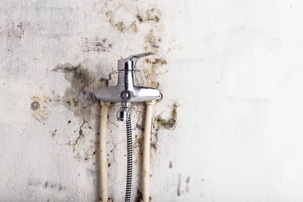 Best Residential Mold Remediation in Holiday Heights, NJ