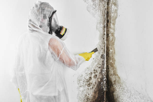 Best Insurance-Related Mold Remediation in Holiday Heights, NJ
