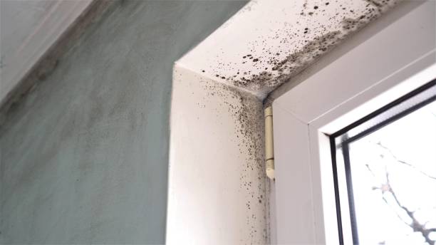 Best DIY Mold Remediation Support Services in Holiday Heights, NJ