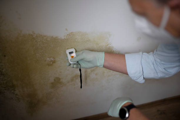 Best Emergency Mold Remediation in Holiday Heights, NJ