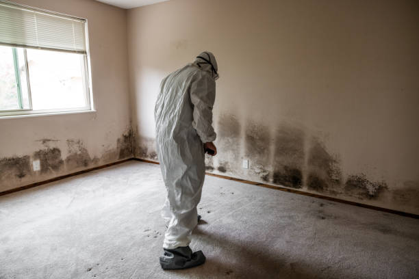 Best Post-Flood Mold Remediation in Holiday Heights, NJ