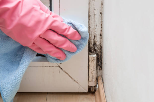 Best White Mold Remediation in Holiday Heights, NJ