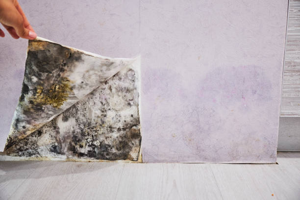 Best Mold Testing and Inspection Services in Holiday Heights, NJ